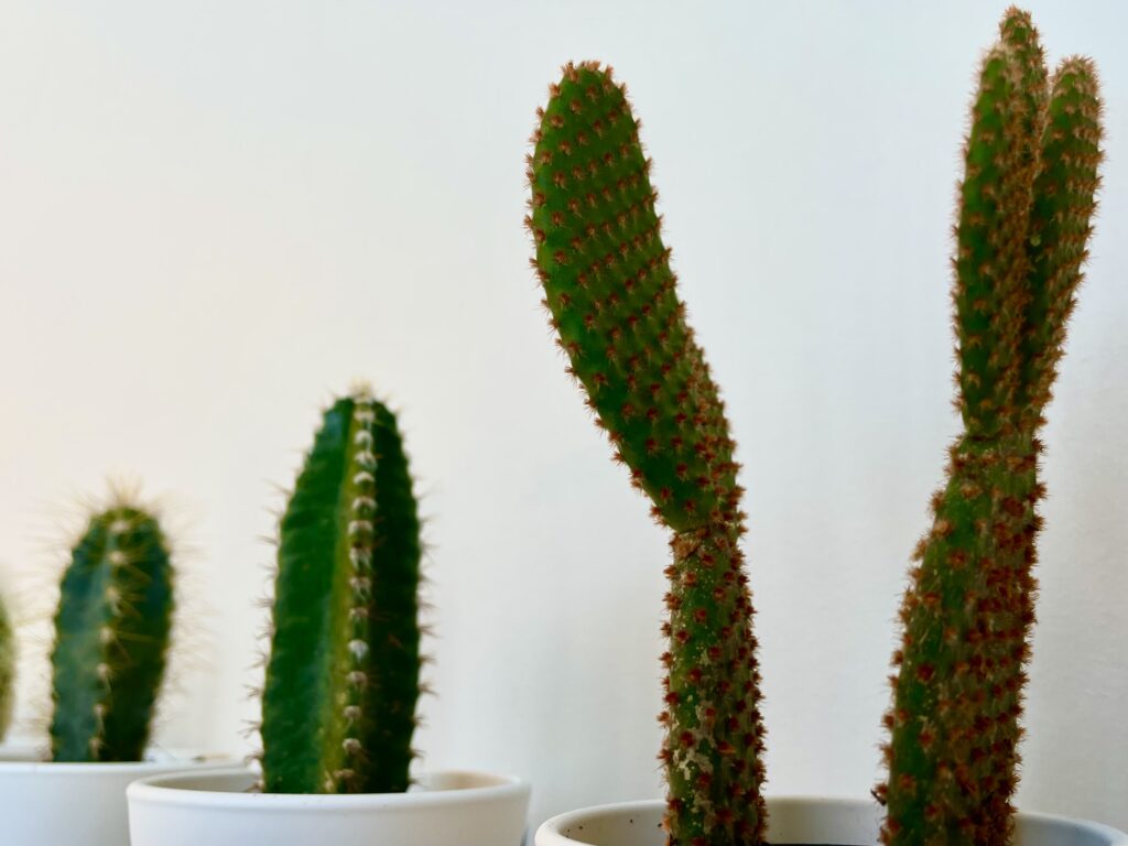 Front Desk Cacti